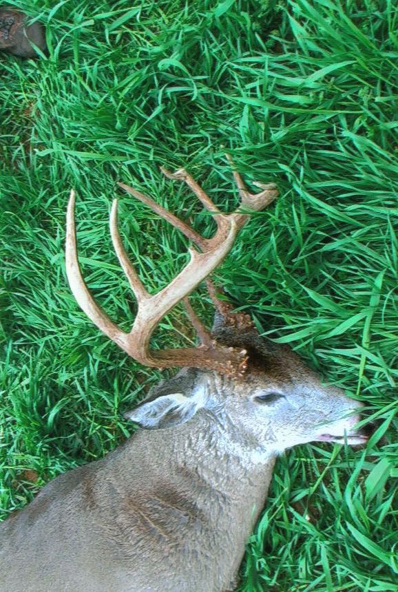 Alabama Whitetail Hunting